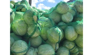 Капуста белокочанная