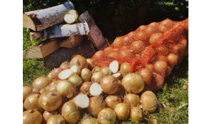 Лук репчатый