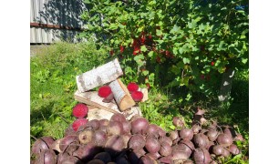 Свекла свежая