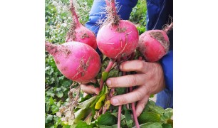 Редька розовая